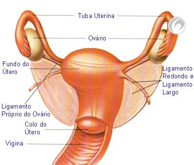 úteros, tuba uterina e ovários